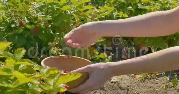 年轻女子用手在田里采摘草莓然后用木盘子视频的预览图