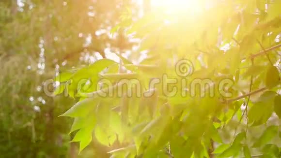 在春天的阳光下年轻明亮的叶子在白天的面前阳光明媚的日子里阳光闪烁的树叶有机生态视频的预览图
