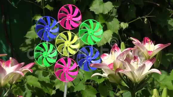夏日花园里美丽的百合花和风车玩具视频的预览图