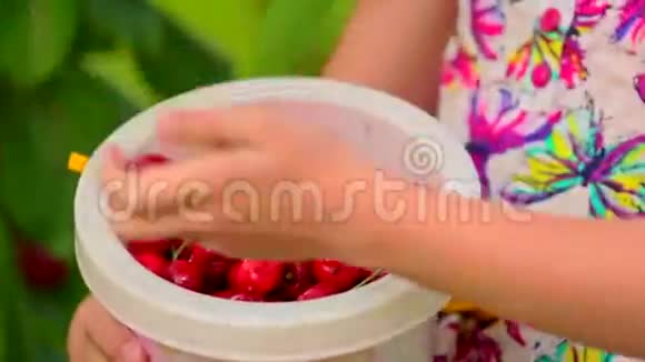 少女手中装满樱桃的桶视频的预览图