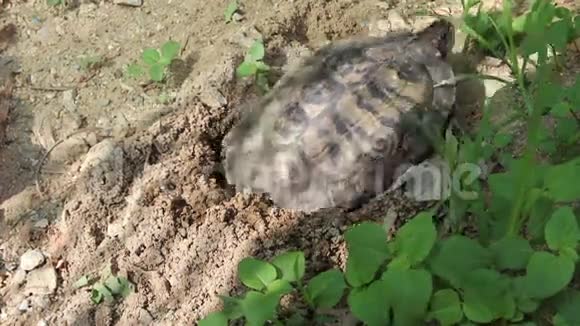 海龟在沙子里产卵视频的预览图