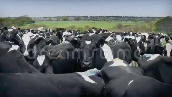 巨大的野牛群视频的预览图