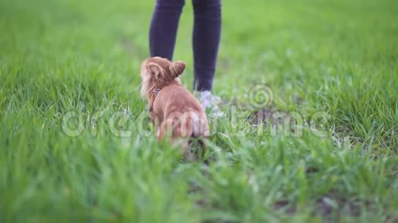 可爱的滑稽狗吉娃娃在绿色的田野里散步漂亮的小狗大耳朵视频的预览图