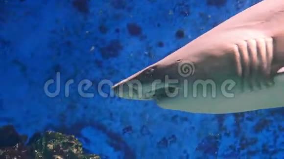 沙虎鲨喀沙里亚斯金牛视频的预览图