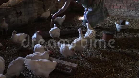 怀孕的农民用农场的谷物喂养肉鸡视频的预览图