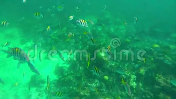 在加勒比乐园里用鱼的特写镜头慢动作视频的预览图