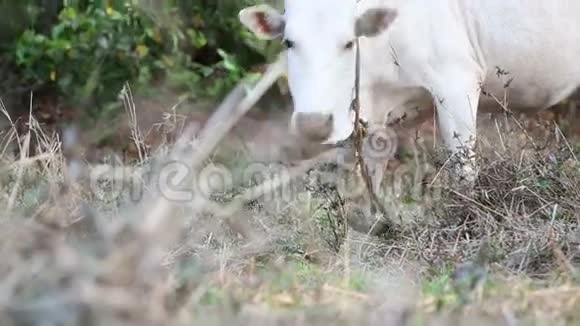 奶牛在田里吃干草视频的预览图