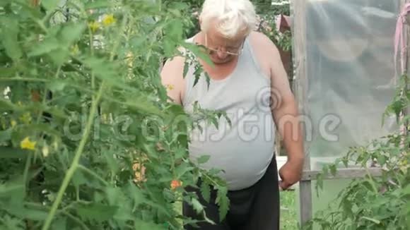 一位老人正在温室里浇水高的西红柿和辣椒很快就会成熟健康的概念视频的预览图