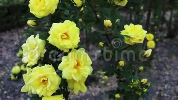 花园里的黄色玫瑰视频的预览图
