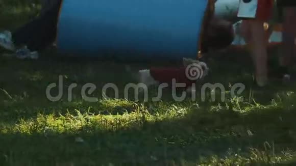 夏天的时候约克郡的猎犬穿着红色背心跑在草地上视频的预览图