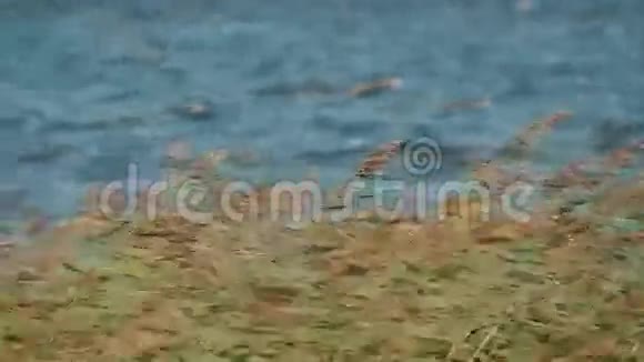 中型芦苇在强烈的风中摇摆在湖水前视频的预览图