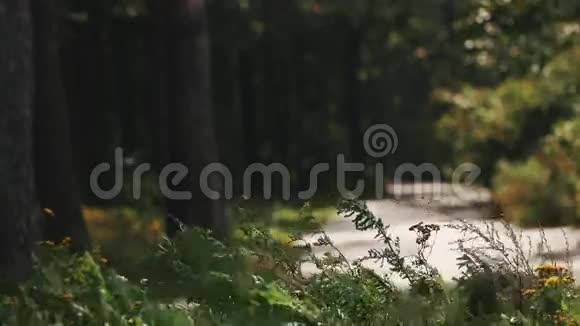 在森林的柏油路前的野花骑自行车视频的预览图