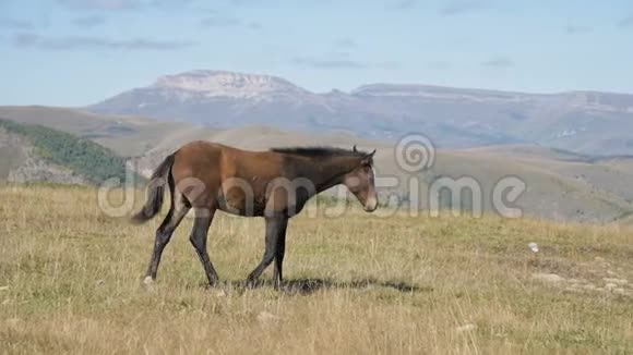 一匹棕色的小马驹在一片高山草地上觅食农场马匹养殖视频的预览图