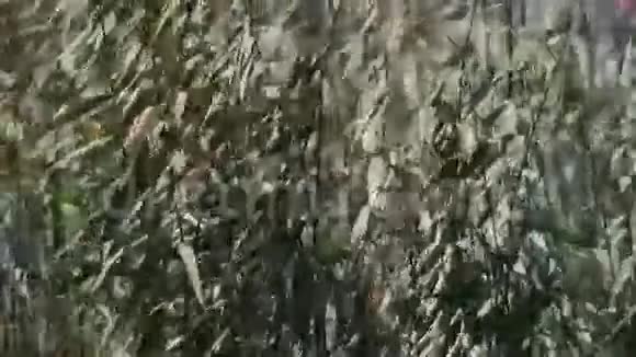 在湖水前迎风摆动的芦苇丛视频的预览图