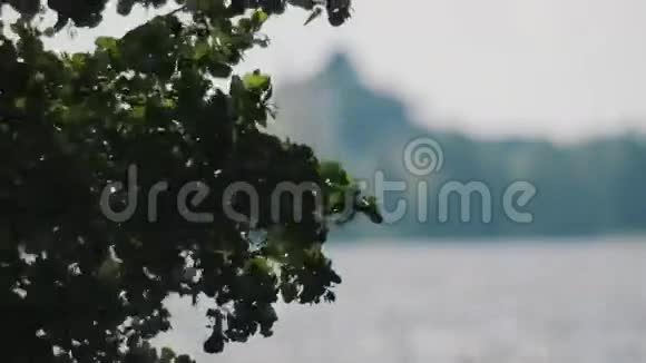 绿叶在湖面上随风摆动集中注意力背景房子视频的预览图