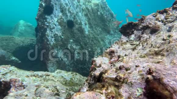 地中海海底的海胆和鱼类珊瑚视频的预览图