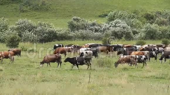 牛和牛视频的预览图