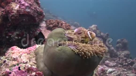 马尔代夫野生动物海底封闭海葵和小丑鱼视频的预览图