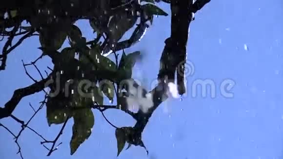 落在树枝上的雨点4视频的预览图