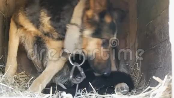 一只小而盲的新生小狗在一个男人手中小狗妈妈附近视频的预览图