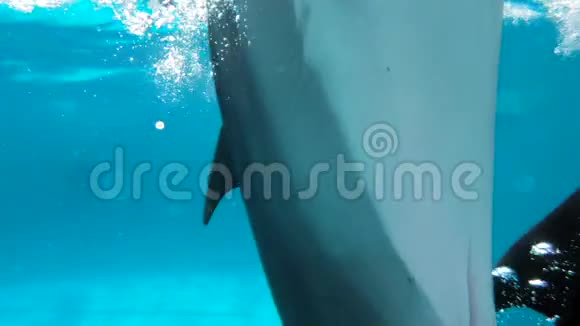 水下视频操作员拍摄海豚做一个诡计视频的预览图