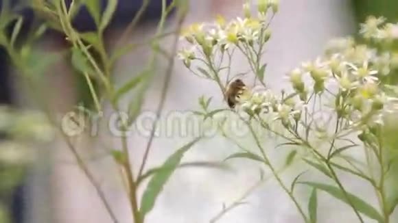 樱花树和大黄蜂的开花枝树枝上的大黄蜂大黄蜂采集花蜜视频的预览图