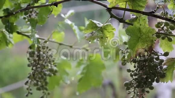 葡萄枝有成熟的葡萄簇视频的预览图