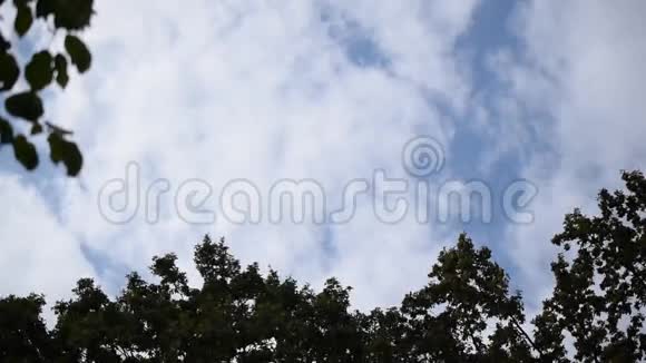 白云在树梢上移动视频的预览图