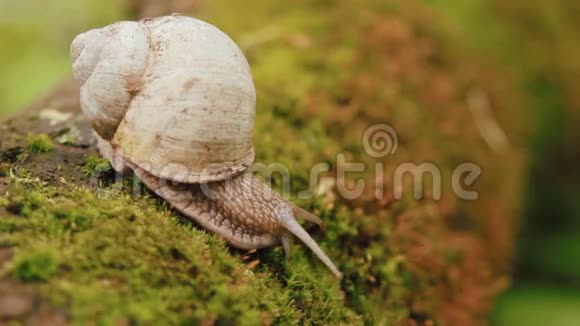 蜗牛爬过苔藓视频的预览图