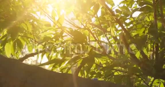 晴天的榆树自然背景有榆树枝和幼嫩明亮的叶子在白天的阳光下闪烁着视频的预览图