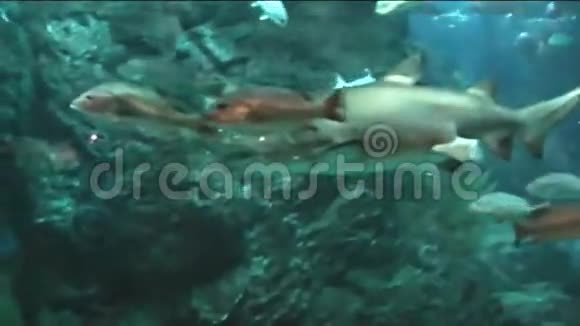 水族馆里的鲨鱼视频的预览图