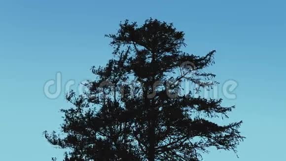 树剪影对抗蓝天视频的预览图