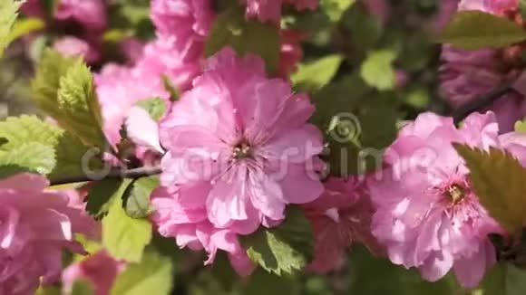 粉红色的樱花视频的预览图
