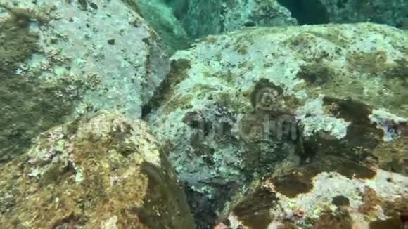 地中海海底的海胆和鱼类珊瑚视频的预览图