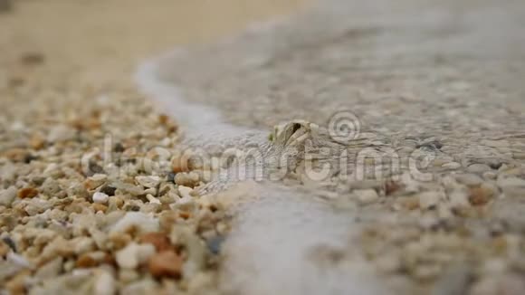 日本冲绳宫子岛的隐蟹视频的预览图