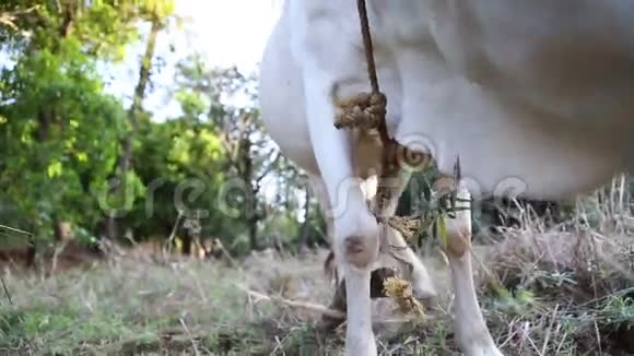奶牛在田里吃干草视频的预览图