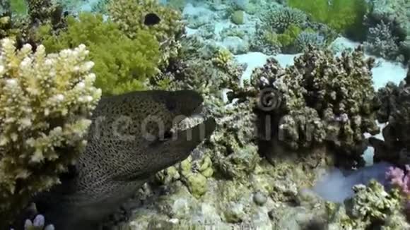 大型莫雷在珊瑚礁上游泳寻找食物视频的预览图