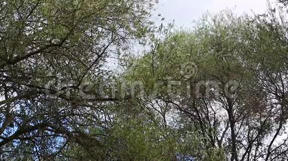 橄榄树树枝被风吹得粉碎视频的预览图