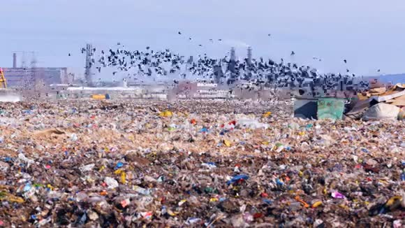 垃圾堆放场上的垃圾鸟群视频的预览图