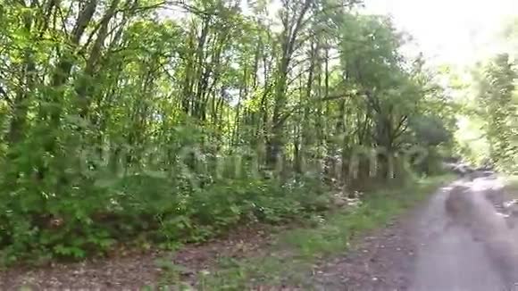 农村森林道路俄罗斯沃罗涅日视频的预览图