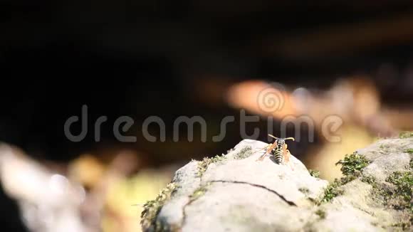 站在岩石上的黄蜂视频的预览图