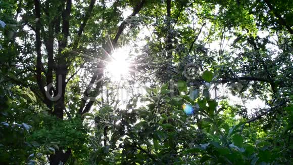 阳光照耀着生机勃勃的绿色树叶视频的预览图