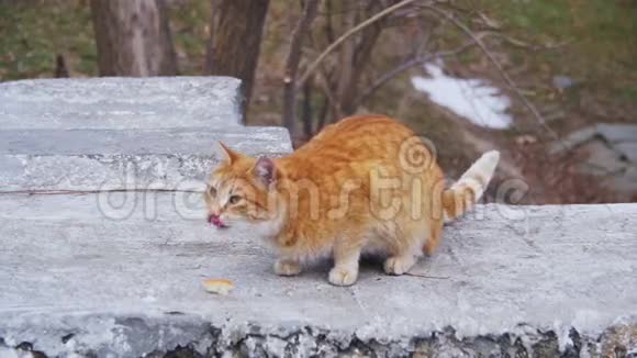 冬天公园街上无家可归的红猫慢动作搞笑都市猫视频的预览图