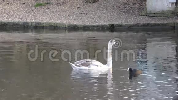 美丽的天鹅漂浮在湖面上视频的预览图