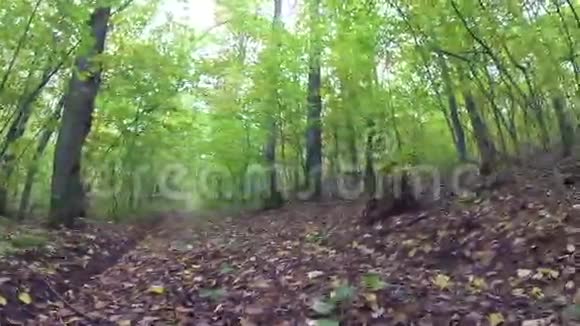 被遗忘的森林小径俄罗斯森林视频的预览图