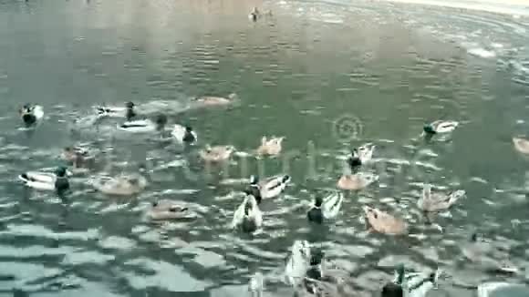池塘里有许多不同的鸭子人们喂它们视频的预览图