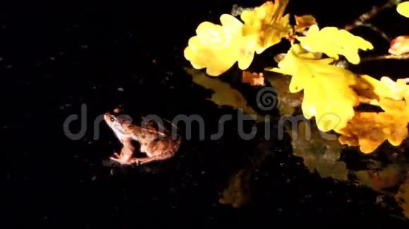 青蛙在路上黑暗的背景视频的预览图