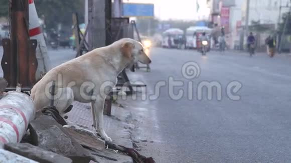 狗打哈欠沿着焦德普尔繁忙的街道走开视频的预览图