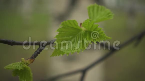 慢动作有叶子的桦树湿枝视频的预览图