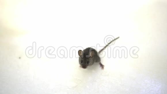 白色背景上可爱的灰色小老鼠视频的预览图